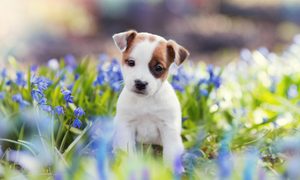 A Jack Russell Terrier puppy standing in a field of flowers.