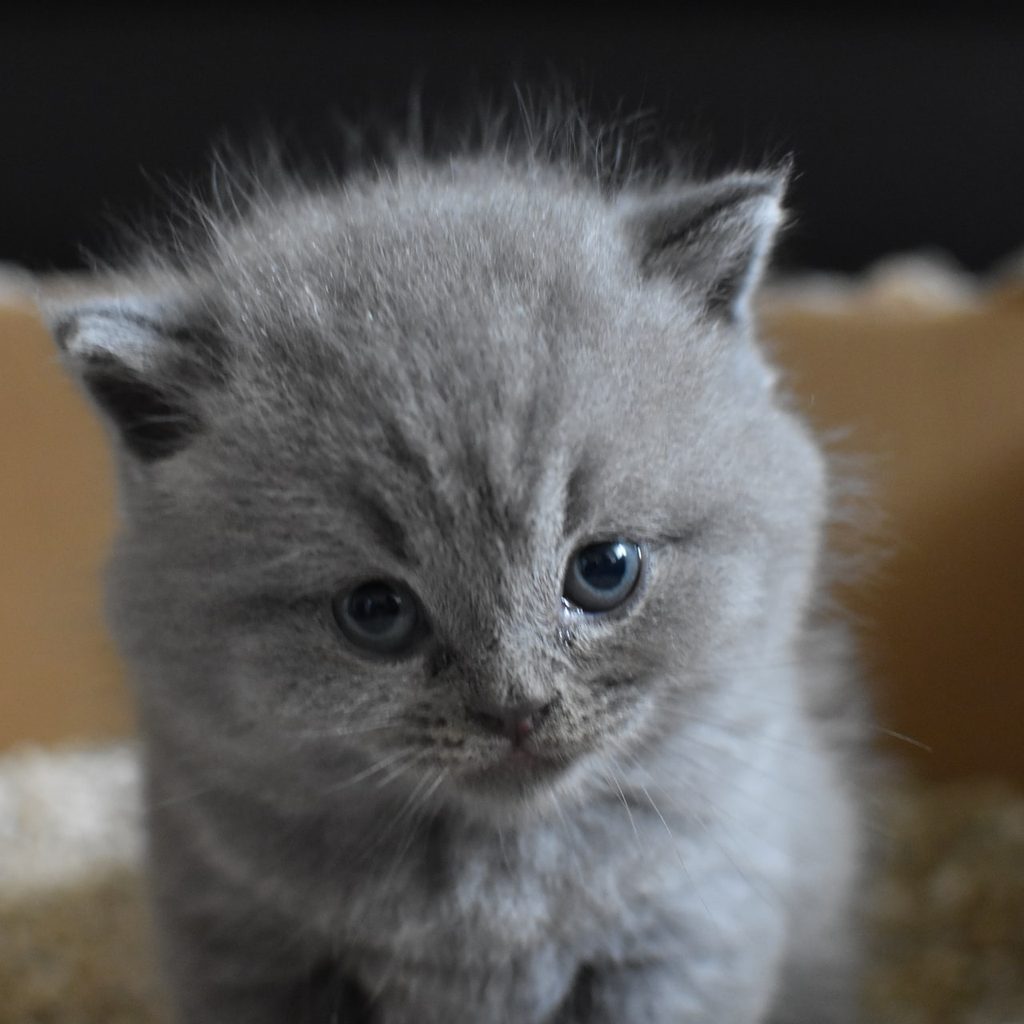 Grey kitten sitting in a litter box
