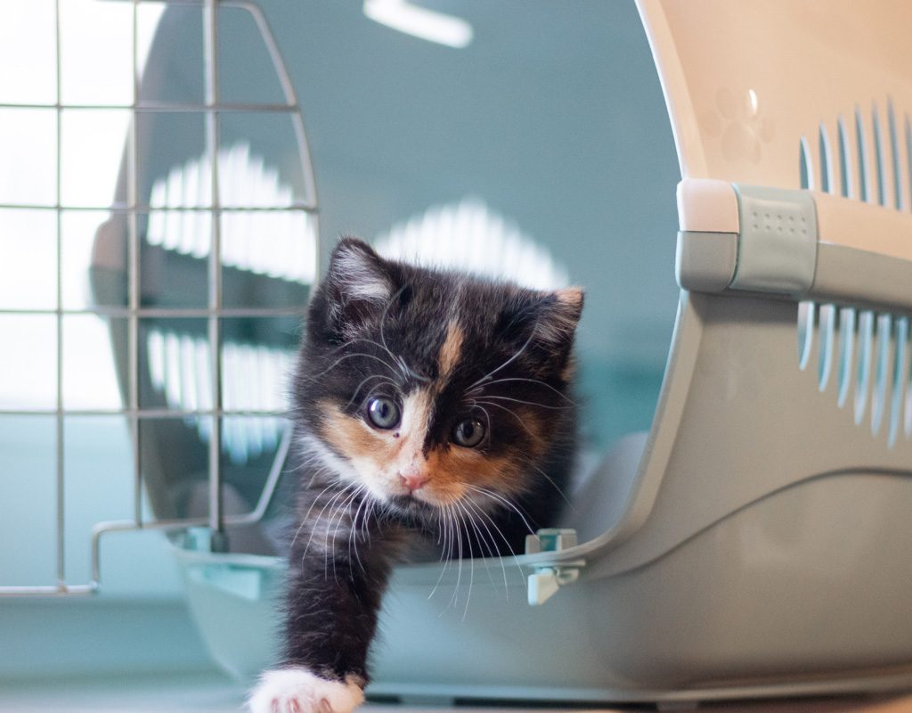 Kitten in carrier.