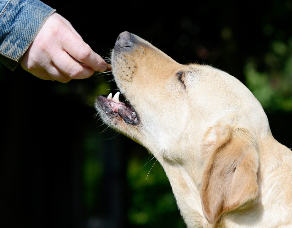 Dog taking a treat.