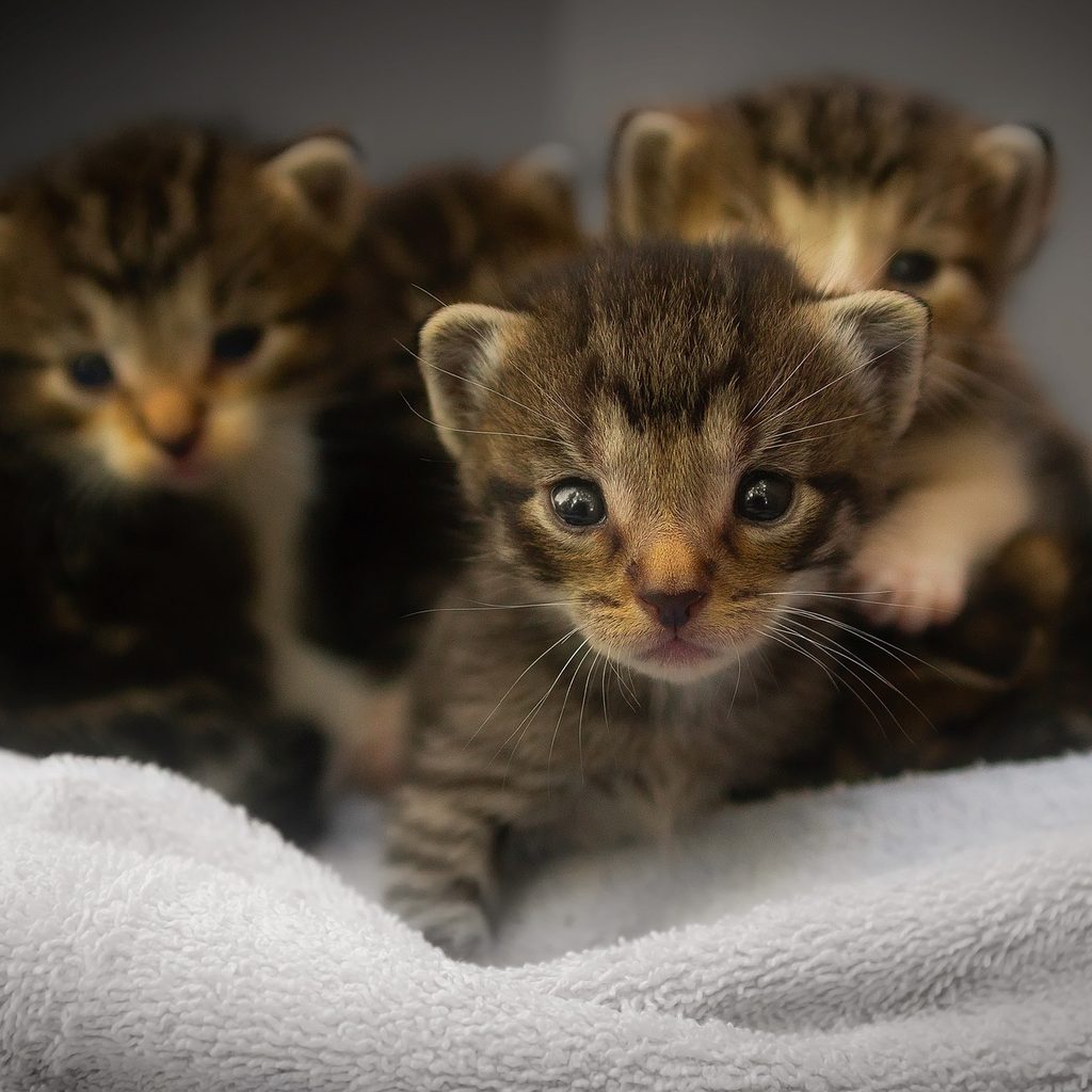 Four young kittens sitting on a blanket