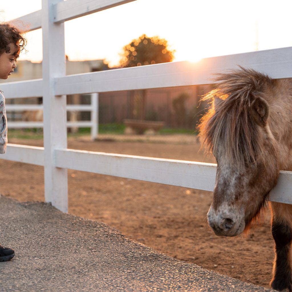 Little girl looks at miniature horse