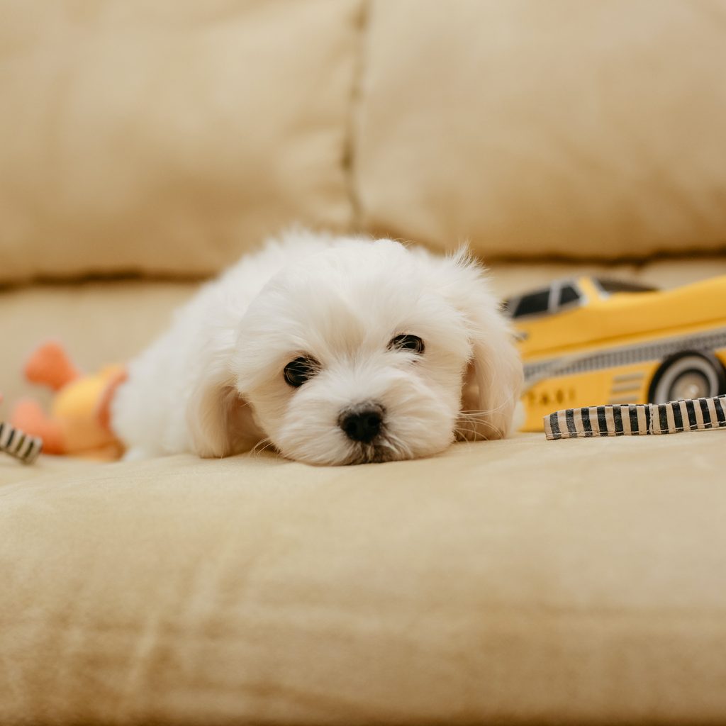 a maltese puppy lies on a couch surrounded by plushie toys