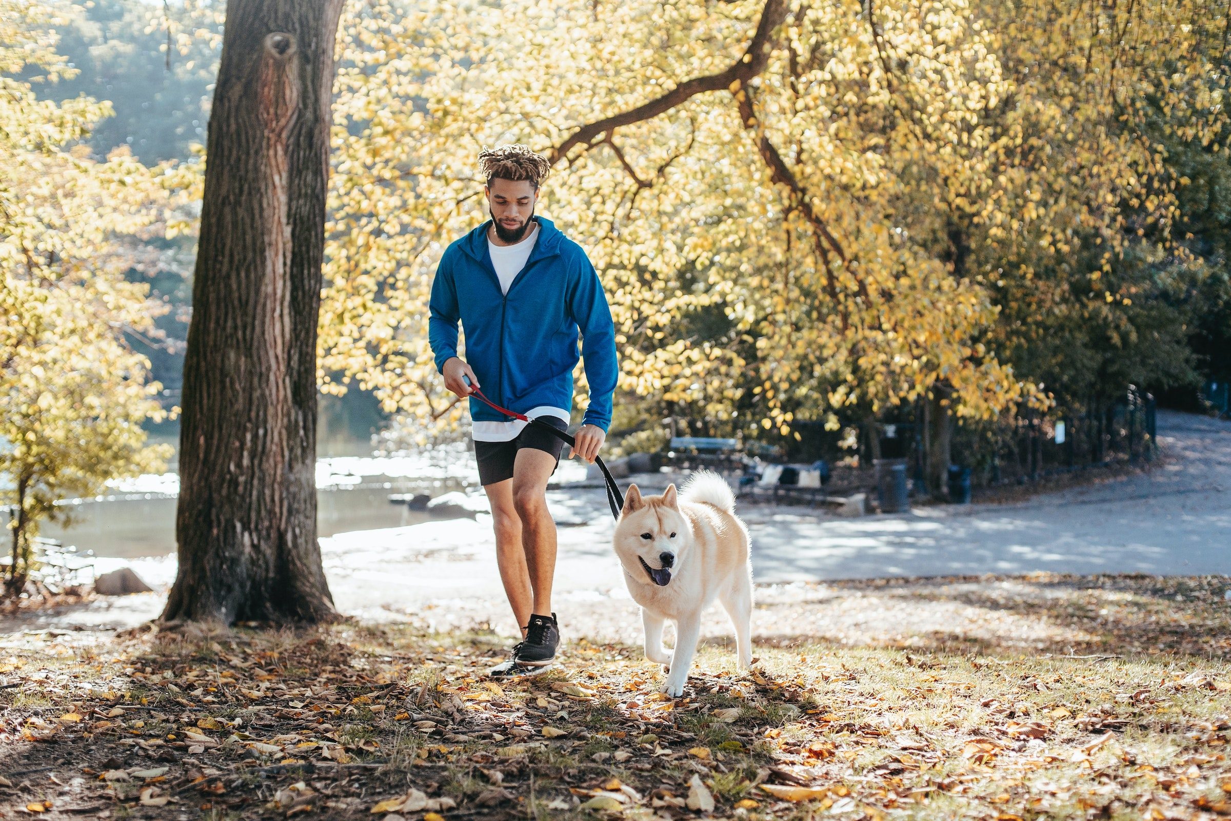 a man in workout clothes walks with a white husky under a yellow tree