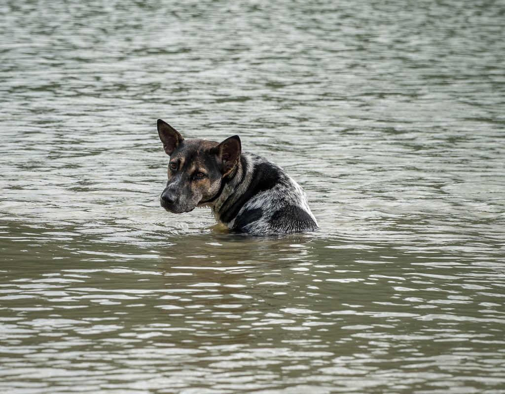 Nervous dog stranded in flood.