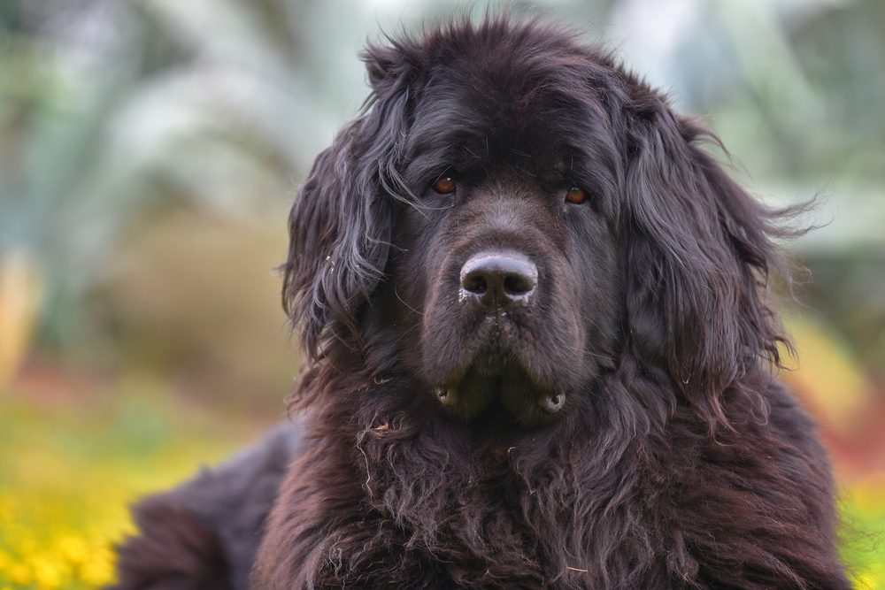 A Newfoundland outside in the grass.
