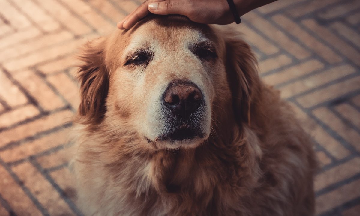 An old golden retriever sits on a rug getting patted