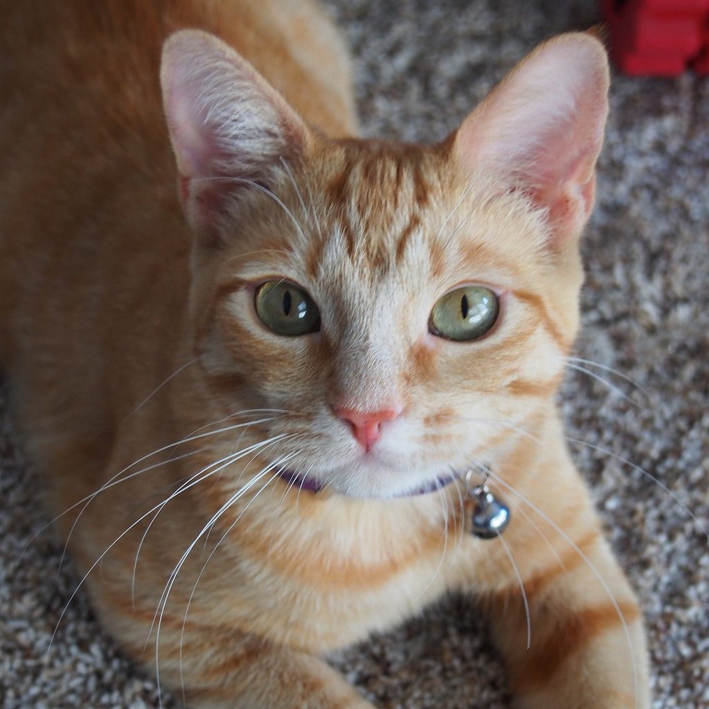 Orange cat lying on a carpet