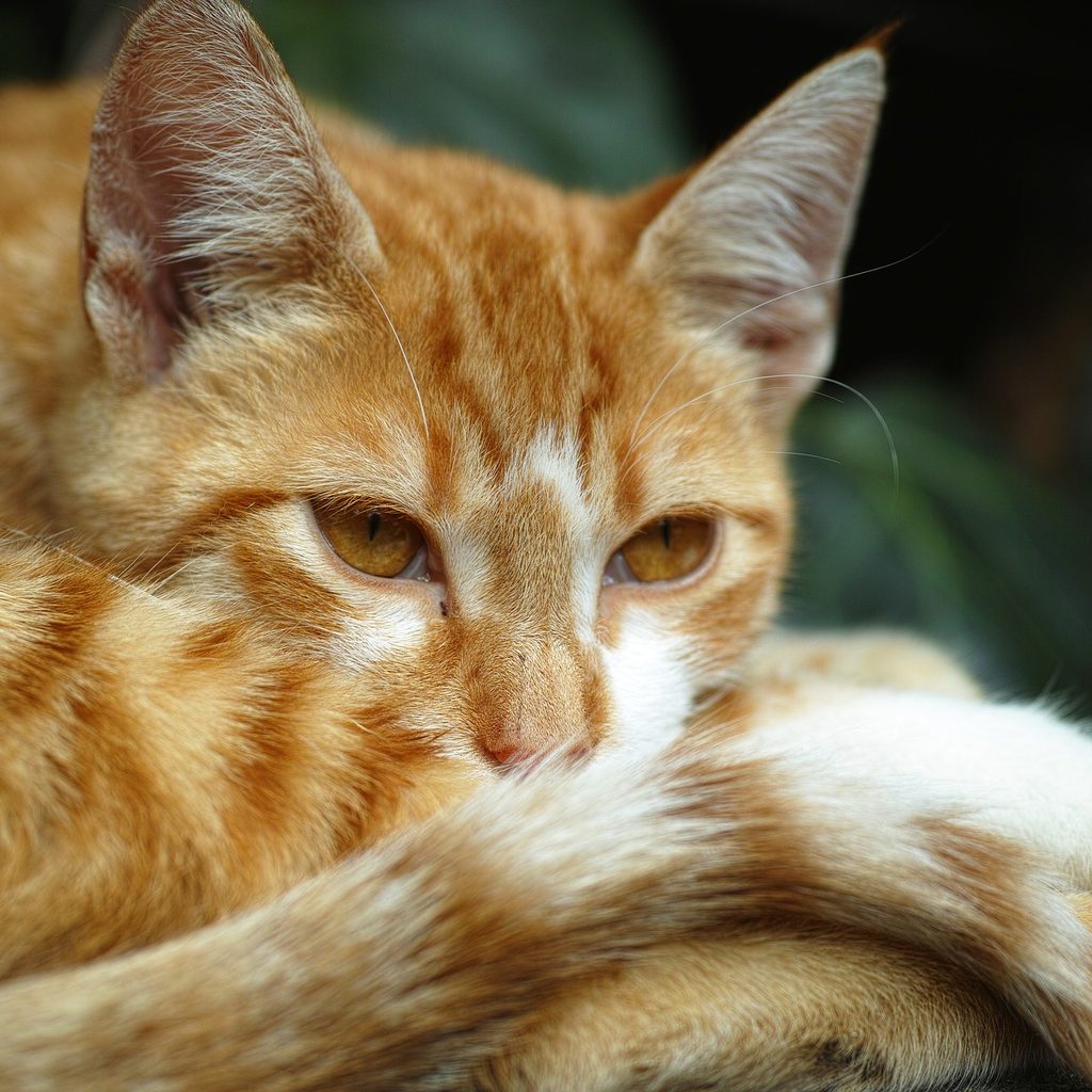 Orange and white cat curled up