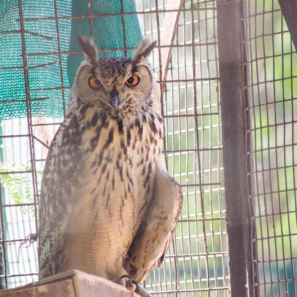 Owl sits in his outdoor aviary