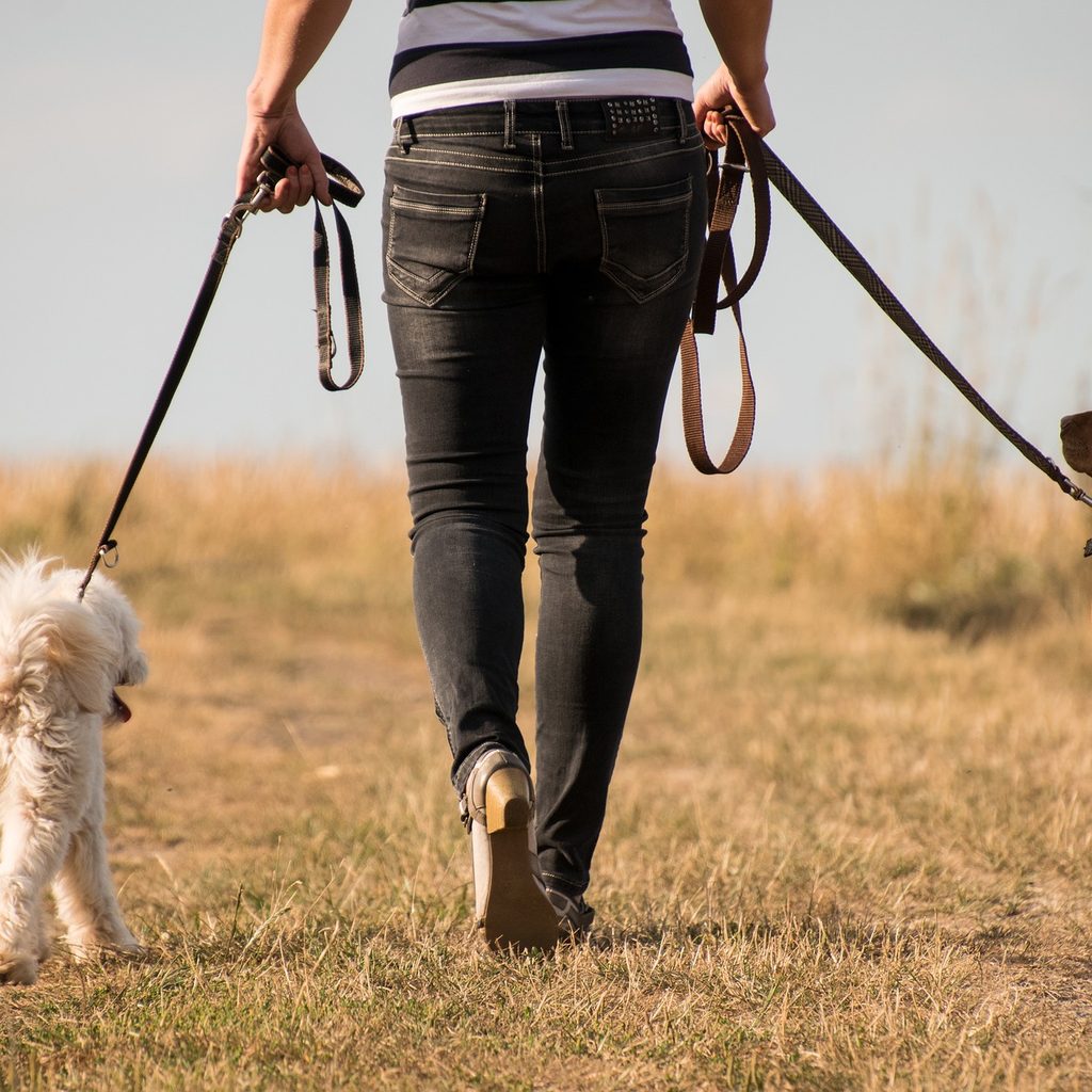 Person walking two dogs on leashes down a trail