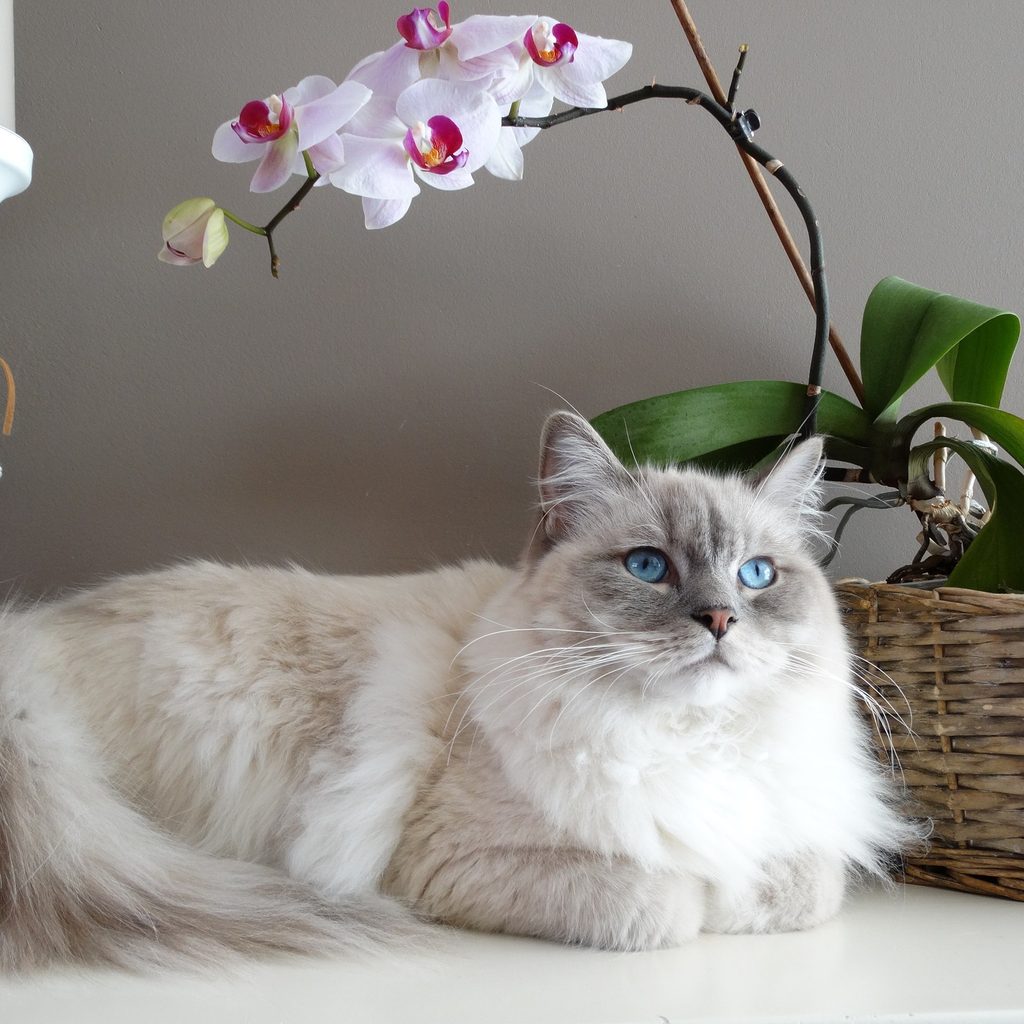 Ragdoll cat lying on a table