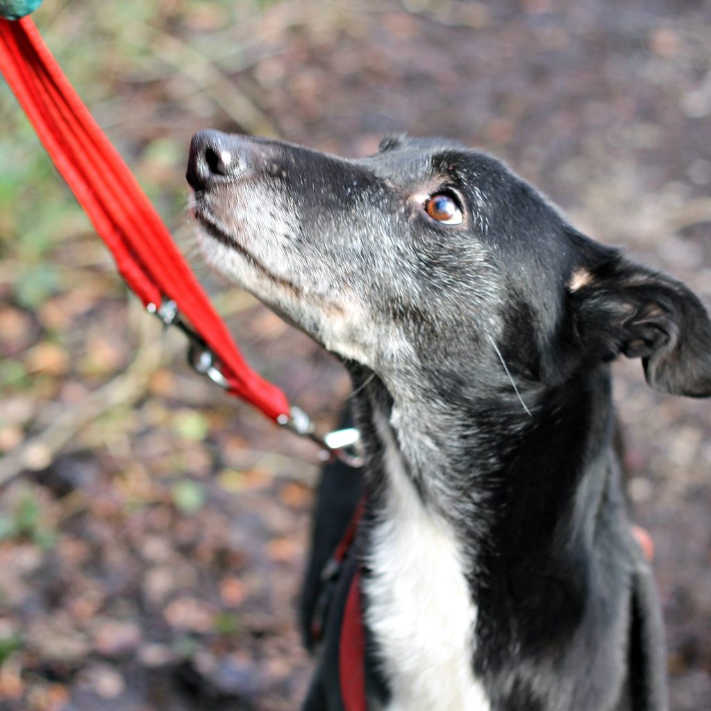 black and white dog with red leash