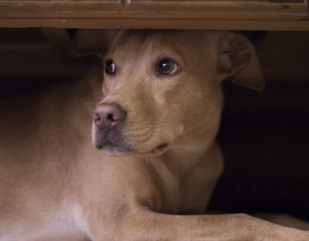 Scared dog hiding under furniture.