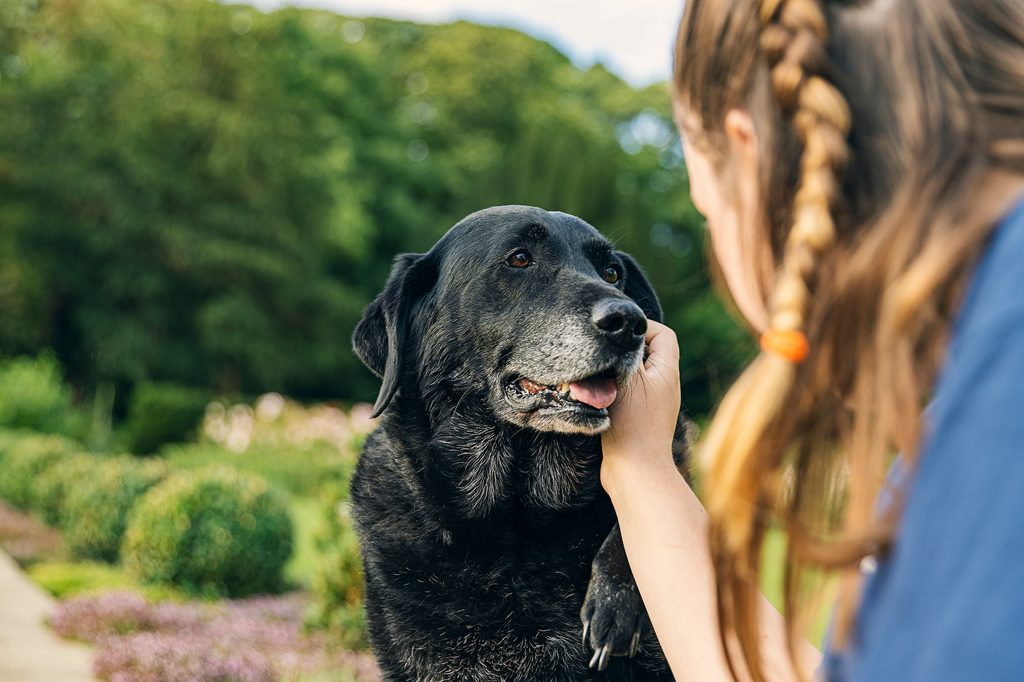 a woman pets her senior black labrador retriever outside