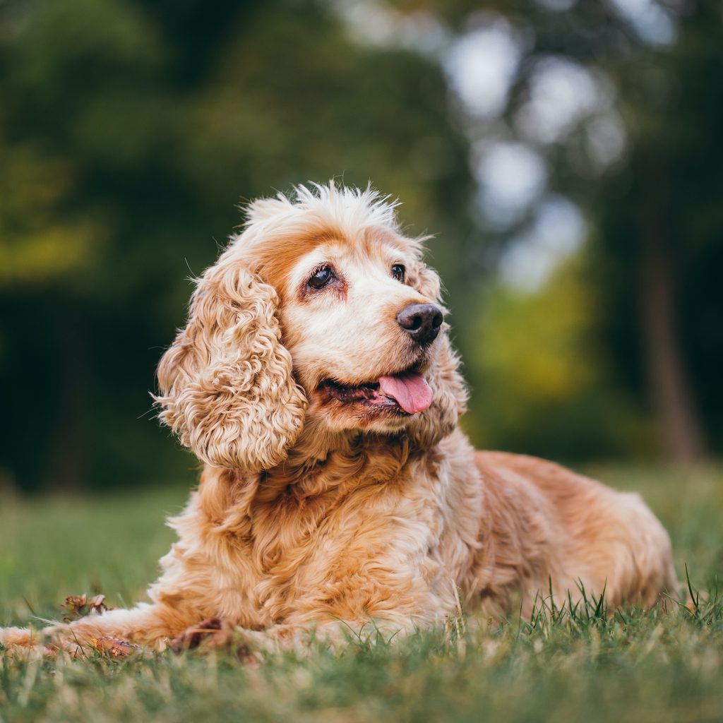 A senior cocker spaniel lies in the grass outside