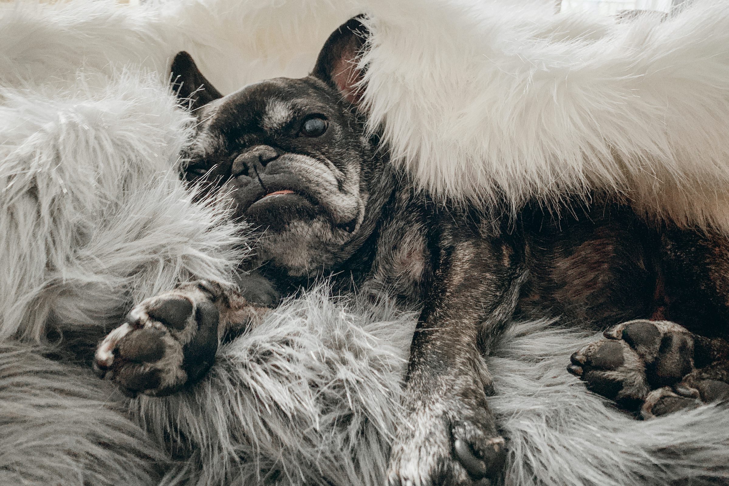 a senior black french bulldog lies in a fluffy gray bed