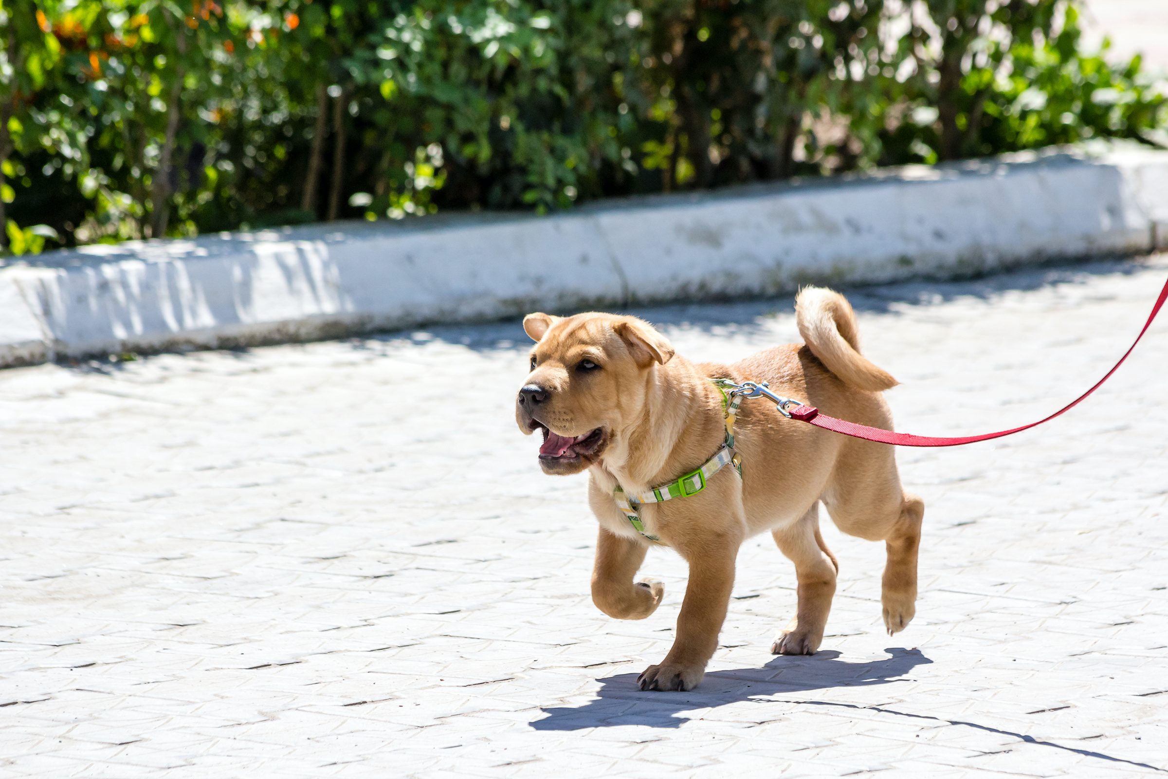 a shar pei puppy walking on a hot pink leash