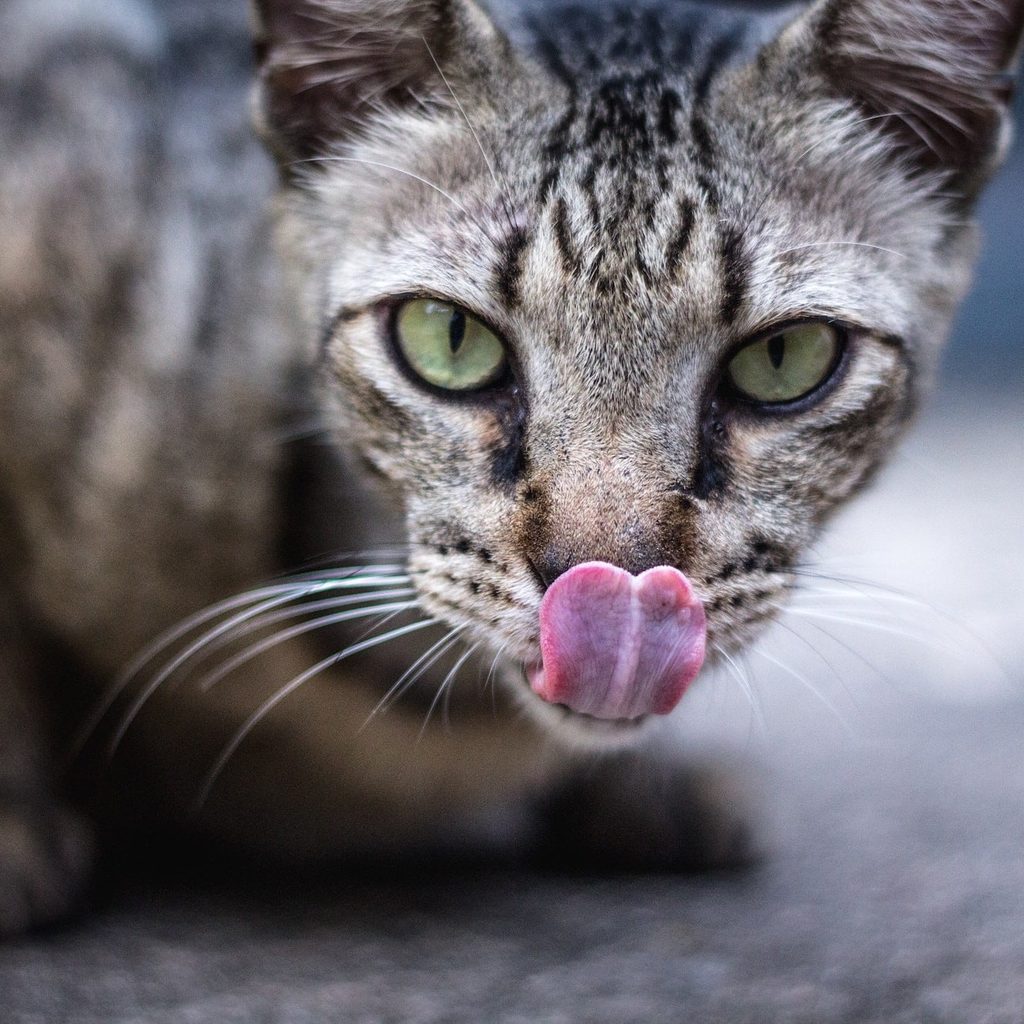 Crouching cat with tongue out