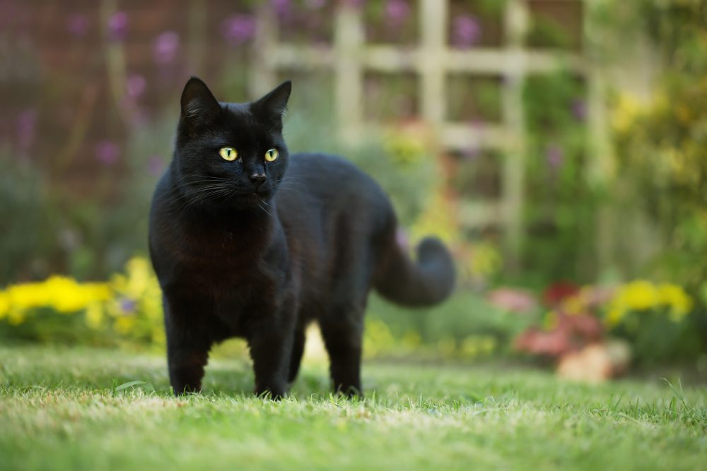 black cat with green eyes on grass