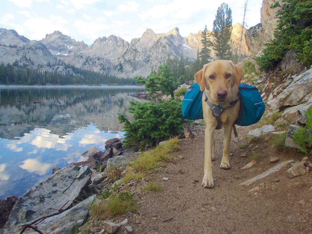 backpacking yellow lab