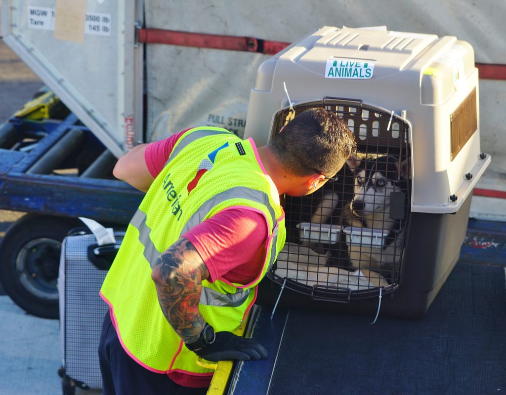Bag handler moving a dog in a carrier for a flight