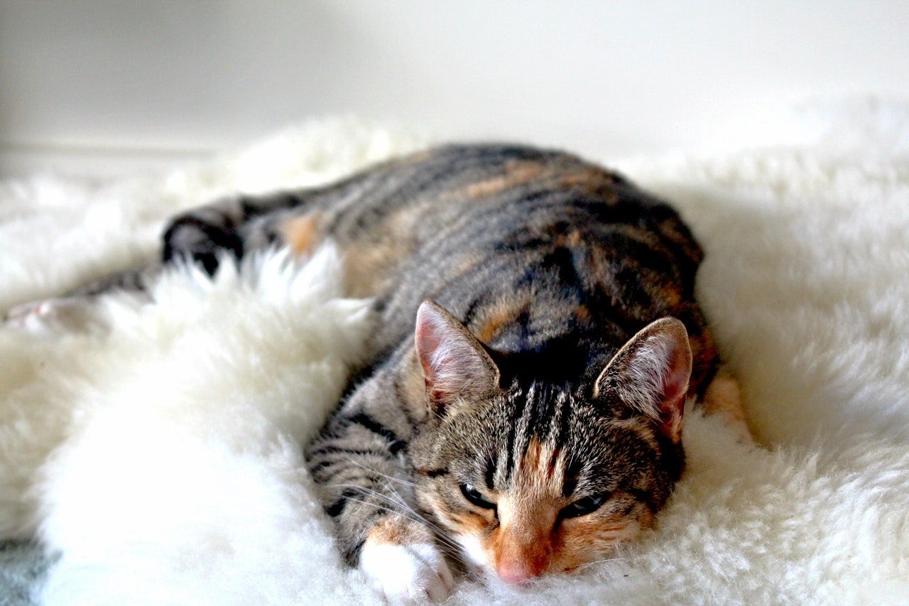 A striped tabby cat sleeping on a white fleece blanket.