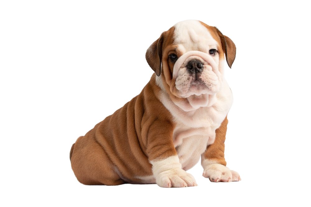 A tan and white English Bulldog puppy isolated on a white background.