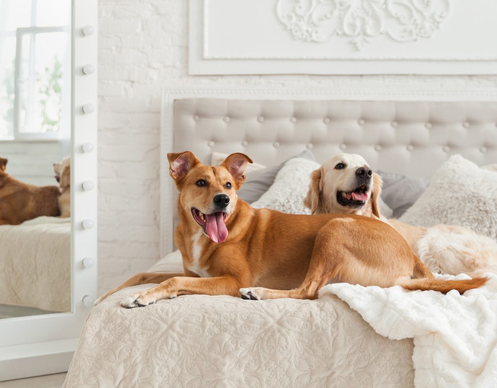 Two dogs laying on hotel bed.