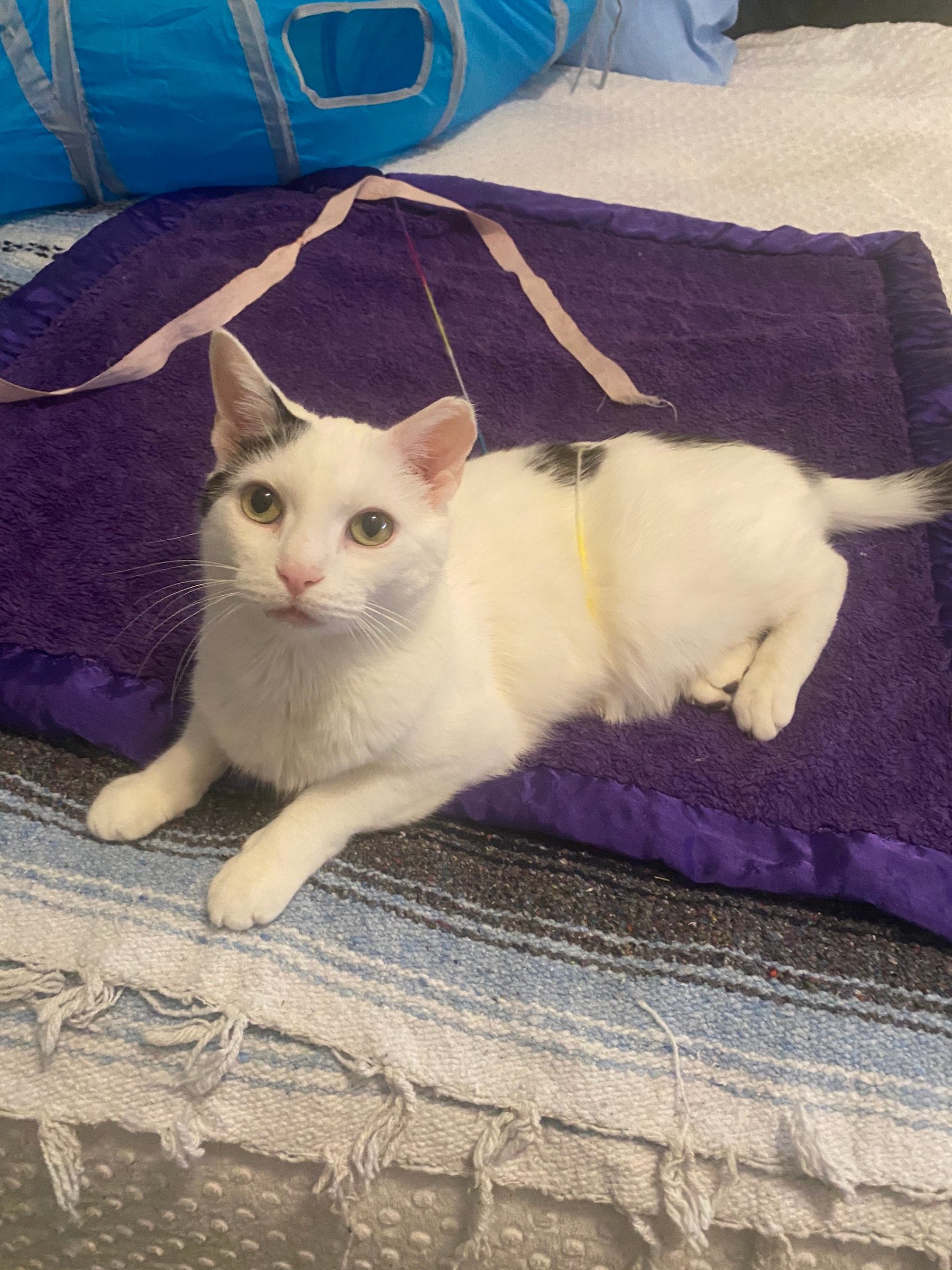 a white cat sits on a purple blanket and looks up at the camera