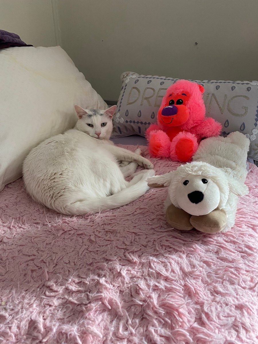 a white cat lies on a bed and pink blanket surrounded by plushies