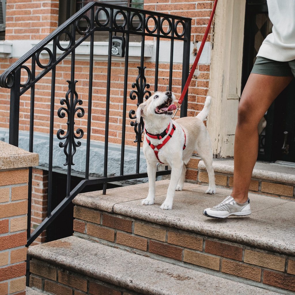 A white dog starts down brick stairs and looks up at his owner next to him