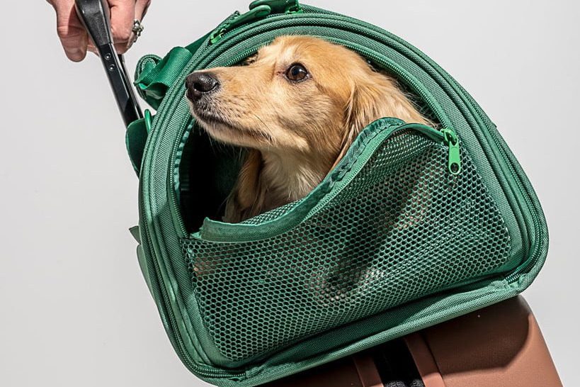 Large dog pokes its head out of a small carrier