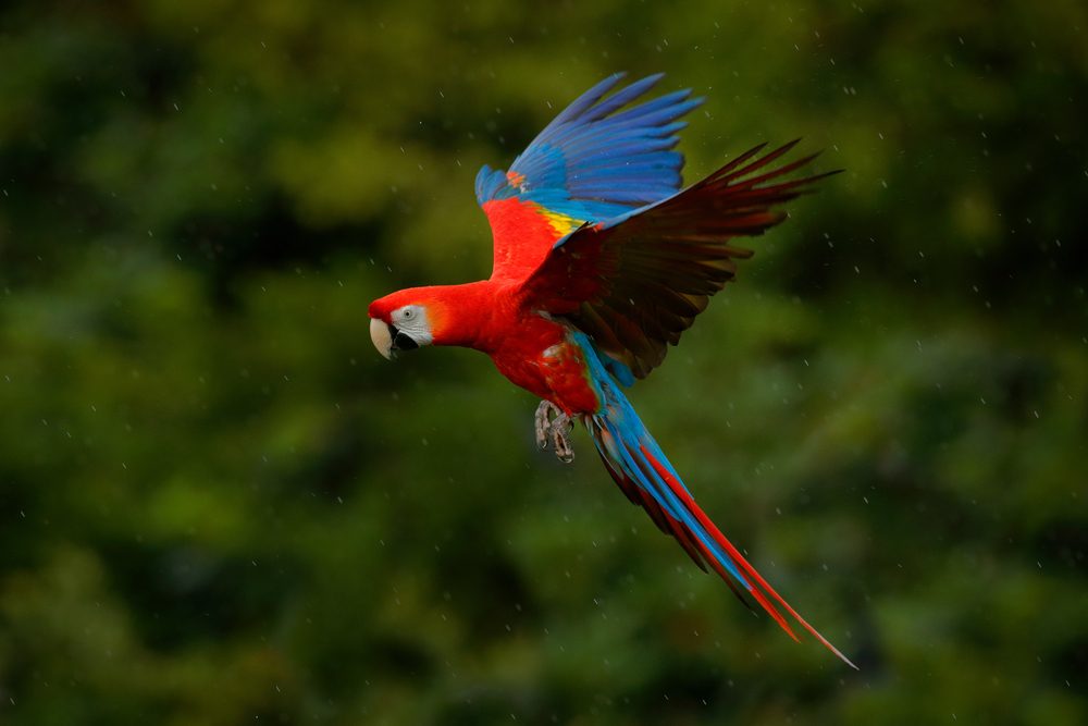 A Scarlet Macaw flying in the rain.