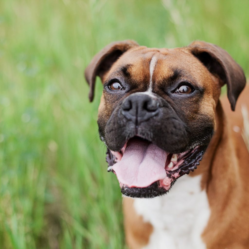smiling boxer in green grass