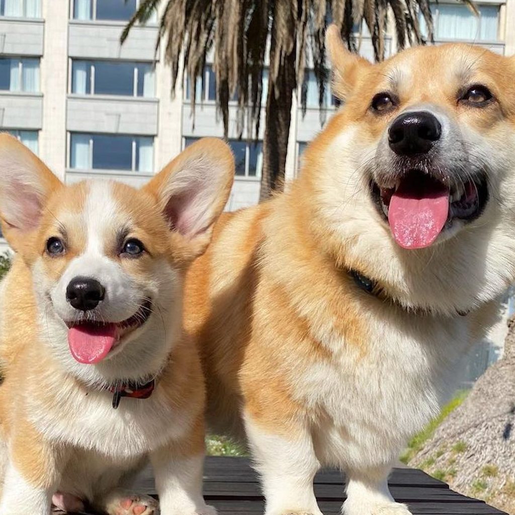 two corgis sit side by side with tongues out
