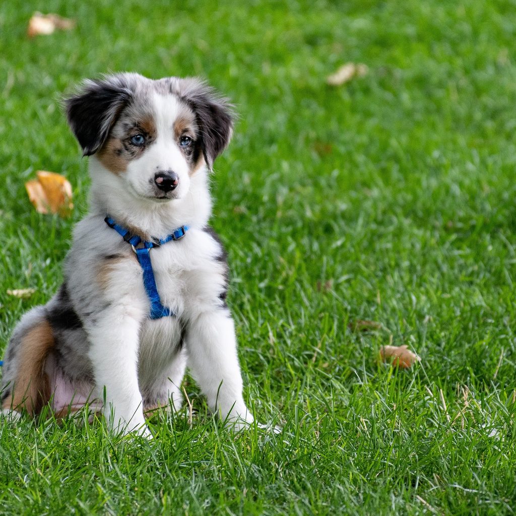 Australian shepherd puppy sits in the grass