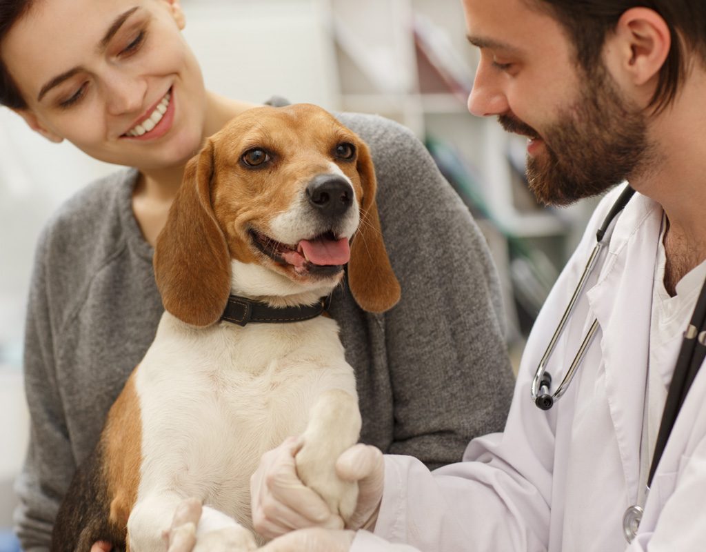 Beagle being examined by veterinarian.