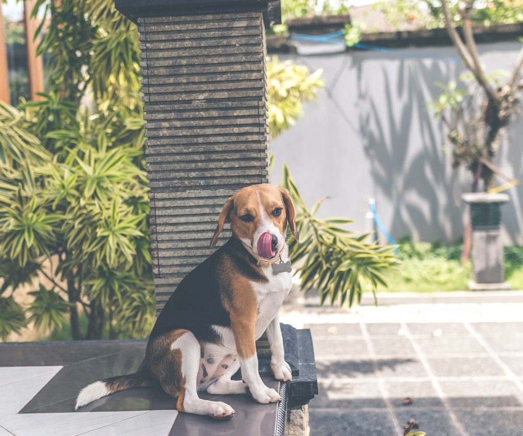 A beagle sitting outside licking his lips