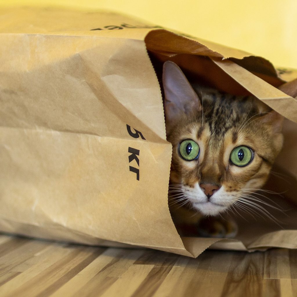 Bengal cat hiding in a paper bag