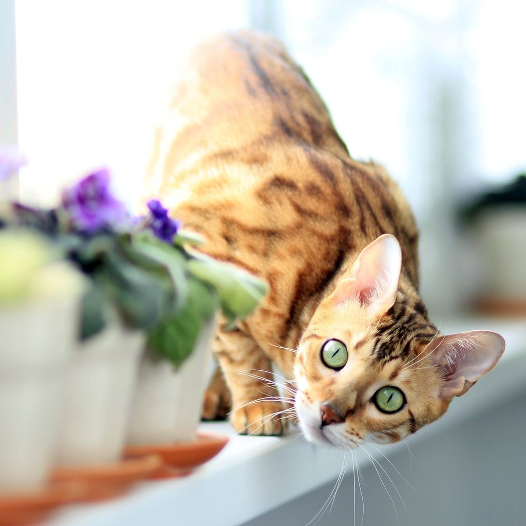 Playful Bengal cat on a shelf with potted plants