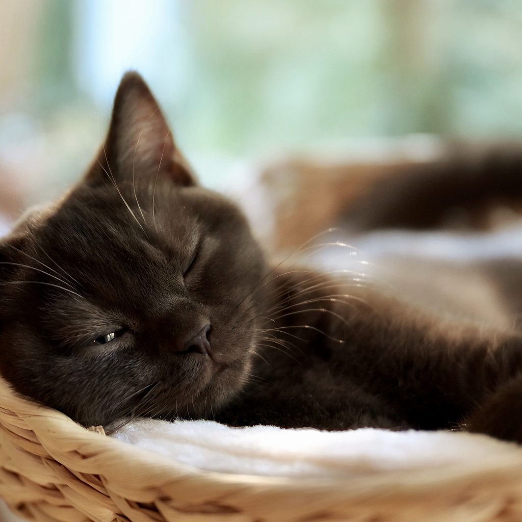 Young black kitten sleeping in a basket