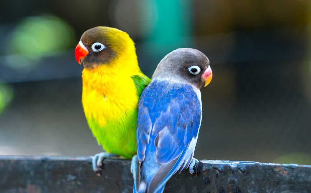 Blue and yellow Lovebirds sitting together on a perch.