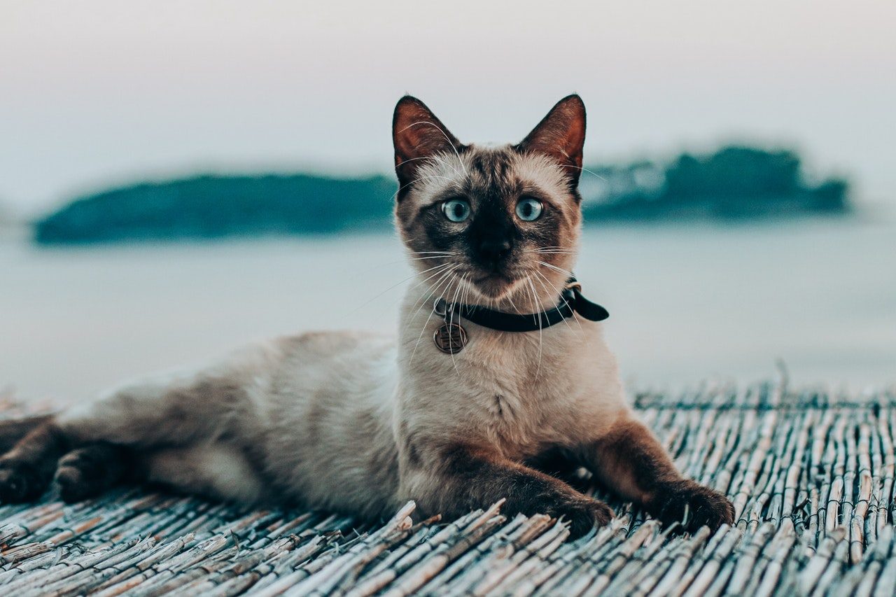 A blue-eyed Siamese cat wearing a black collar.