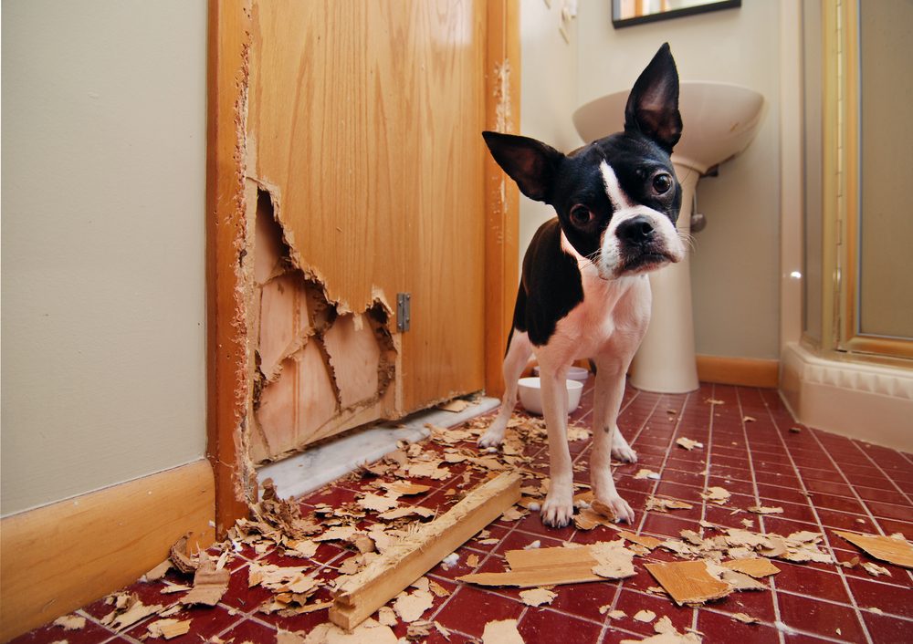 A Boston Terrier standing beside a chewed up door.