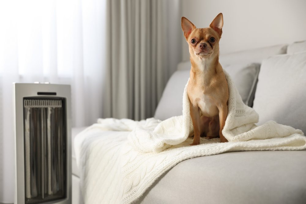 A brown Chihuahua perched on a sofa next to a space heater.