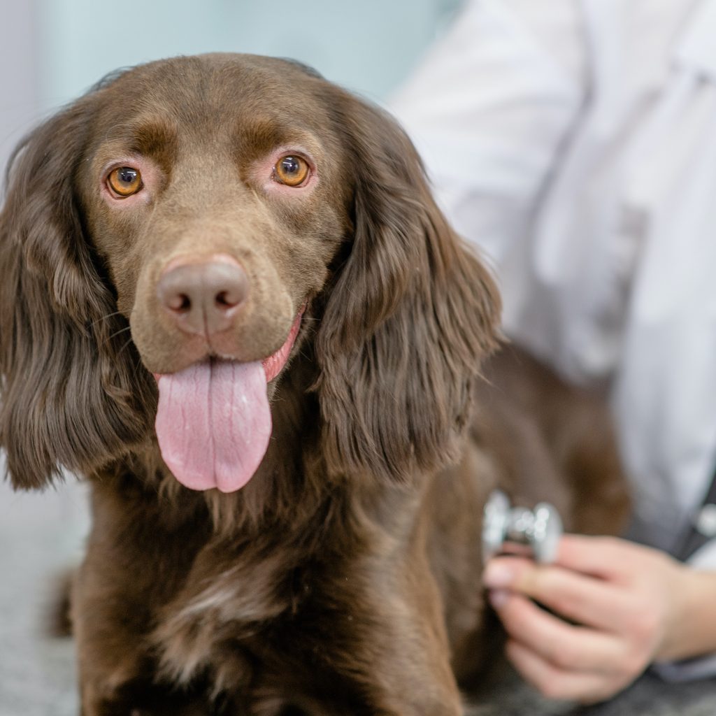 a brown cocker spaniel looks at the camera with his tongue out while a vet gives him a check up