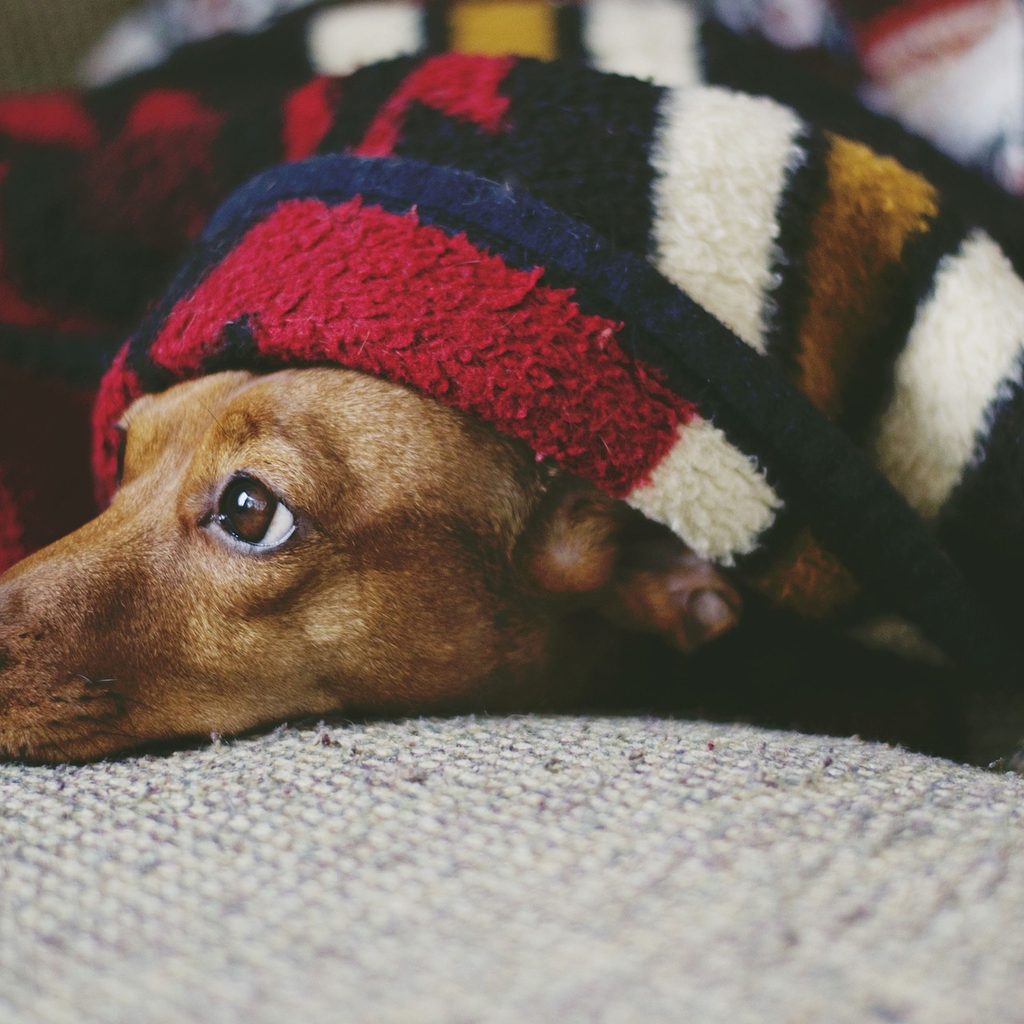 a brown dog looks out from underneath multicolored blankets