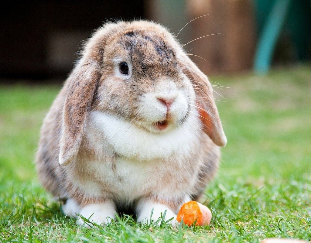 Rabbit sits outside with a carrot