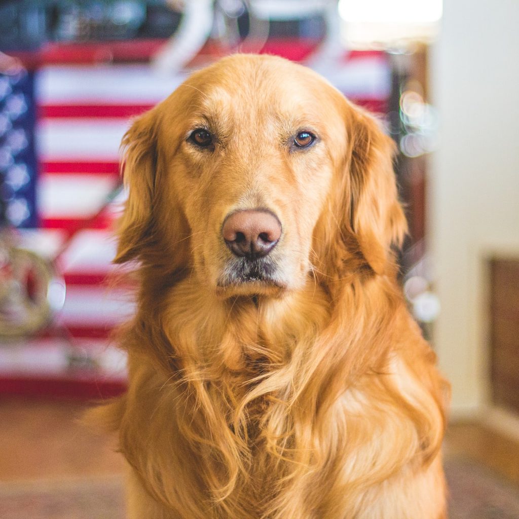 golden retriever and patriotic background